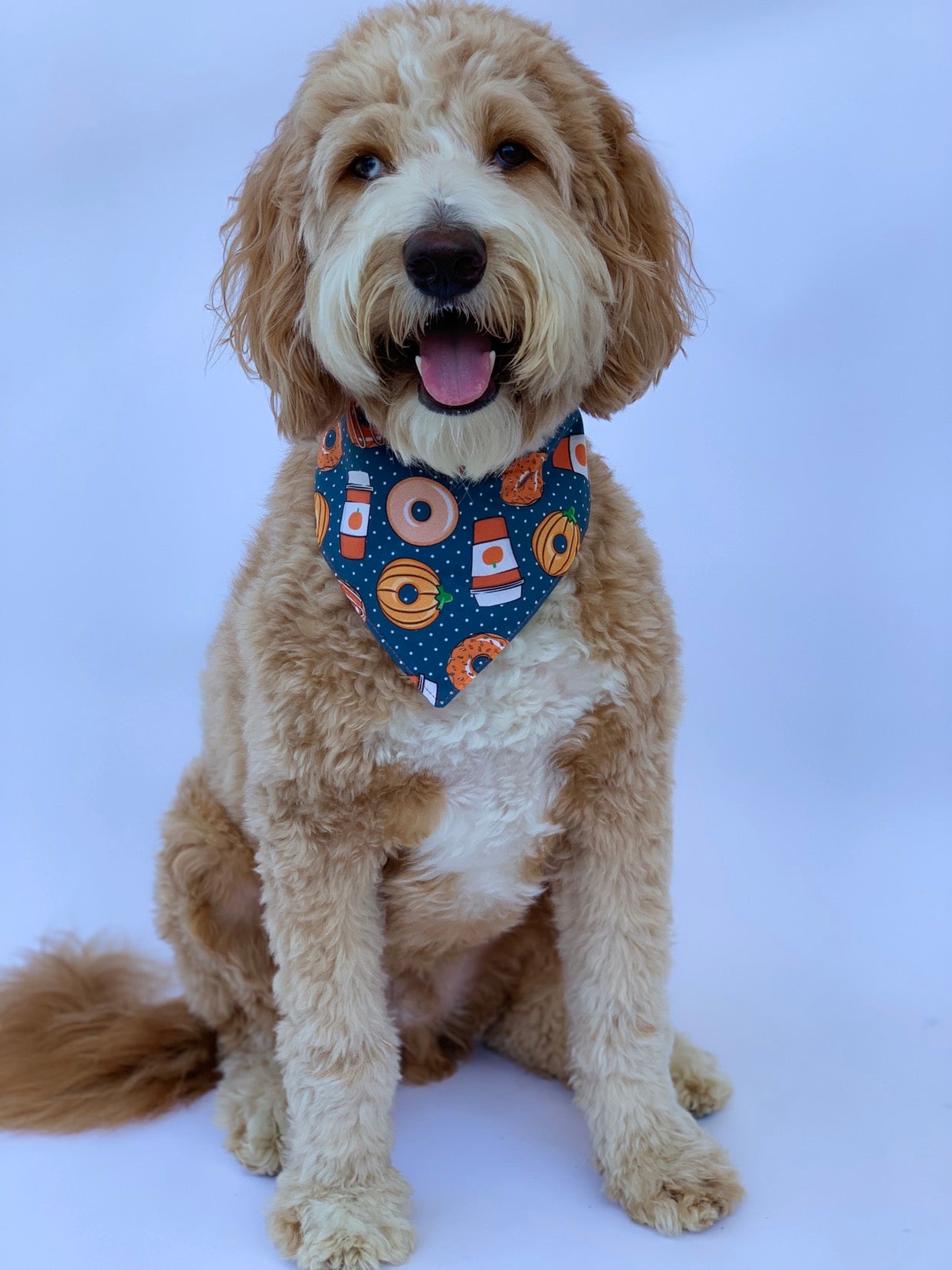 Navy Pumpkin Spice Dog Bandana