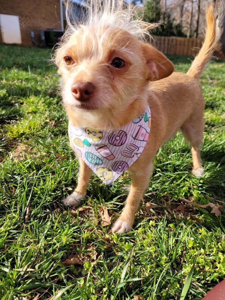 Easter Coffee and Donuts Dog Bandana