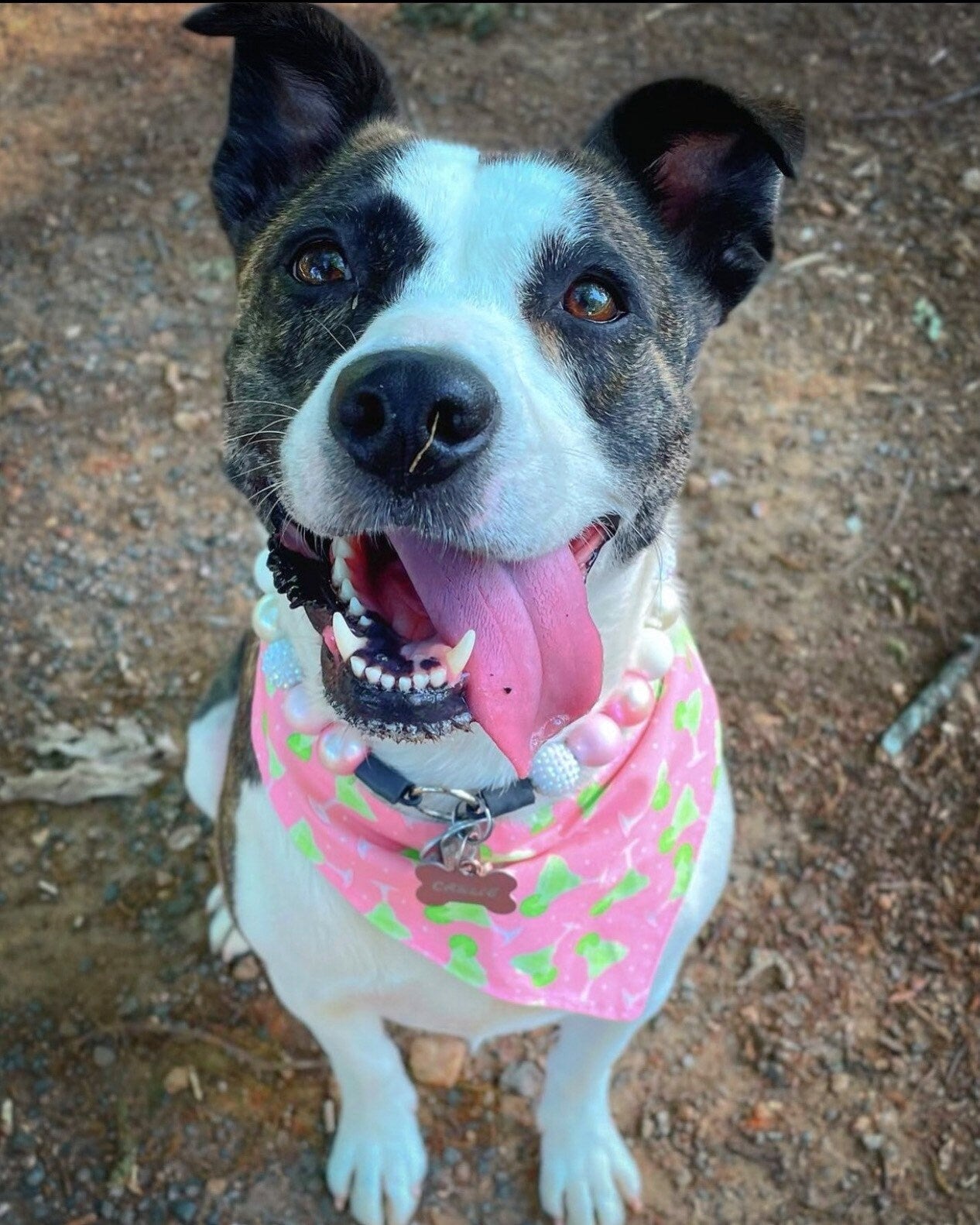 Five O’Clock Somewhere Margarita Dog Bandana