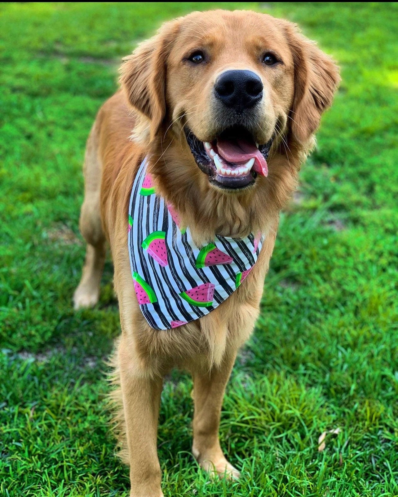 Watermelon Stripes Dog Bandana